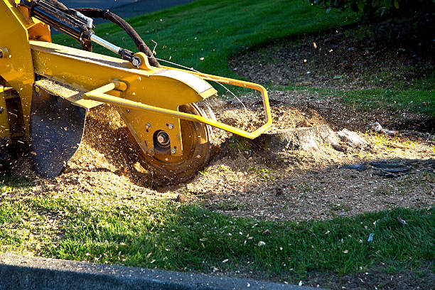 Reliable East Setauket, NY Tree Services Solutions