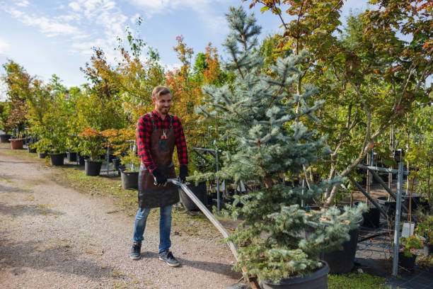 Leaf Removal in East Setauket, NY